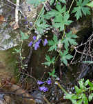 Southern blue monkshood <BR>Monkshood